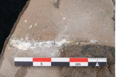Foto (Detailansicht) von Banisteria carniolica Ettingshausen (NHMW-GEO-2024-0188-8023)